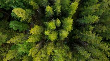 plantation des bois et géré forêt dans Écosse video