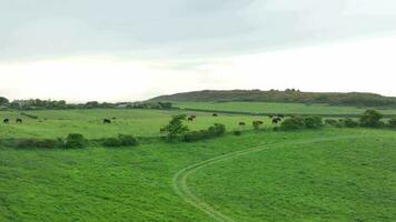 Cows in a Field Aerial View in the UK video