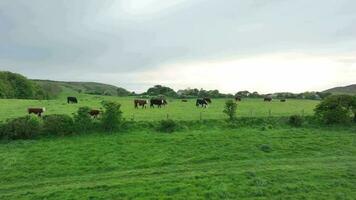 Cattle in a Field in the UK video