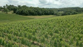 bordeaux Vinhedo dentro a verão aéreo Visão video