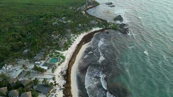 sargassum zeewier bekend net zo golfkruid covers mooi stranden antenne visie video