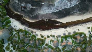 de praia dentro México coberto dentro Gulfweed algas marinhas arruinando a lindo arenoso praias video