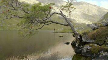 mosca pescar en un montaña lago rodeado por hermosa paisaje video