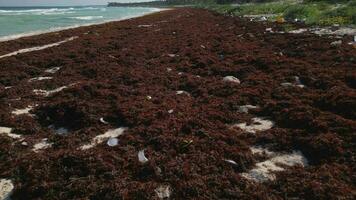 plastica rifiuto disseminato su un' spiaggia causato di dumping di plastica nel il oceano video