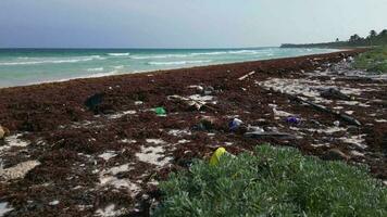 Plastik bedeckt Strand verursacht durch illegal Schluss machen von Abfall im das Ozean video