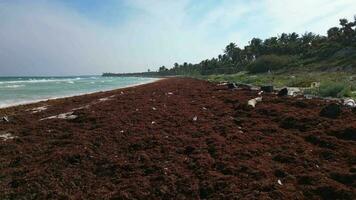 un playa ensuciado con el plastico y residuos causado por el contaminación crisis video