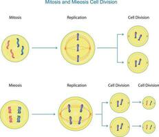 mitosis y mitosis célula división vector