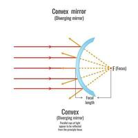 Reflection of light on convex mirror vector