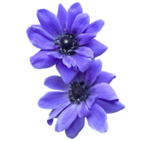 Poppy anemone flowers png