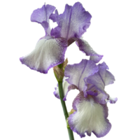 une bleu et blanc barbu iris transparent png