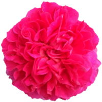 red rose flowers transparent png