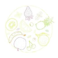 Fruits sketch art illustration circle vector