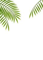 Vector Palm Leaf Illustration With Text Space Isolated On A White Background.