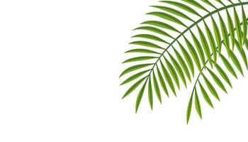 Vector Palm Leaf Illustration With Text Space Isolated On A White Background.