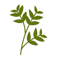 Botanical leaves illustration png