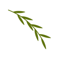 Botanical leaves illustration png