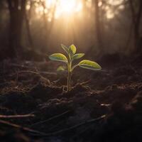 A young plant growth in the soil photo