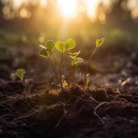 A young plant growth in the soil photo