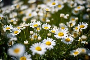 chamomile flowers summer field photo