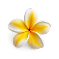 Plumeria flower isolated. Illustration photo