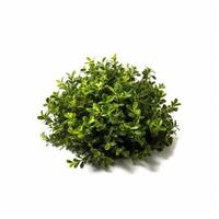 Green bush isolated. Illustration photo