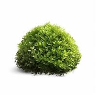 Green bush isolated. Illustration photo