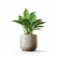 Green domestic plant in flowerpot. Illustration photo