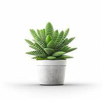 Green domestic plant in flowerpot. Illustration photo