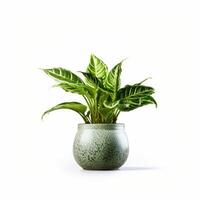 verde Doméstico planta en maceta. ilustración ai generativo foto