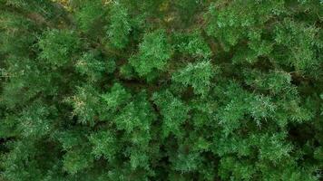 Plantation Woodland and Managed Forest in Scotland Aerial View video