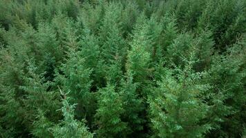 plantation des bois et géré forêt dans Écosse video