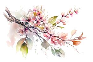 content, Pink sakura branch isolated on white background, For postcards, wedding invitations, design. photo