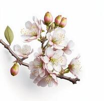 generativo ai contenido, rama con manzana flores floración rama, primavera recopilación. blanco fondo, aislado objeto foto
