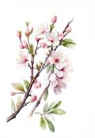 content, Branch with apple flowers. Flowering branch, spring collection. White background, isolated object photo
