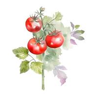 content, illustration of tomatos, watercolour branch of red ripe tomato with leaves, fresh vegetable, hand drawn sketch photo