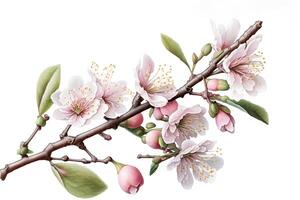 content, Branch with apple flowers. Flowering branch, spring collection. White background, isolated object photo