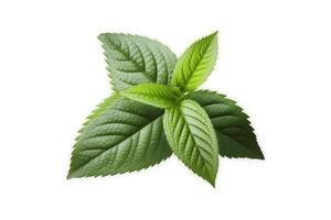 content, Mint leaf. Fresh mint on white background. Mint leaves isolated. photo