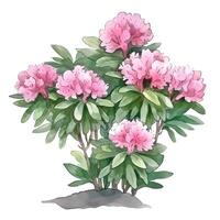 content, Shrub rhododendron light pink twig with flowers and leaves watercolor hand draw illustration on a white background. photo