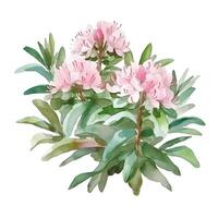 content, Shrub rhododendron light pink twig with flowers and leaves watercolor hand draw illustration on a white background. photo