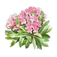 content, Shrub rhododendron light pink twig with flowers and leaves watercolor hand draw illustration on a white background. photo