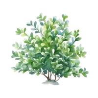 content, Illustration, hand drawn watercolor illustration of bush isolated on white background. White background, isolated object photo