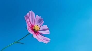 Cosmos flower over sky background. Illustration photo