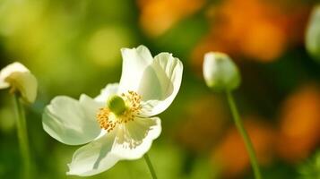 Anemone flower with butterfly. Illustration photo