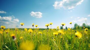 Beautiful dandelion field. Illustration photo