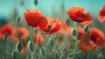 Red poppies background. Illustration photo
