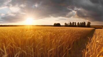 Field of ripe golden wheat in rays of sunlight Illustration photo