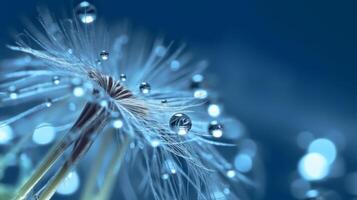 Water drops on white dandelion. Illustration photo