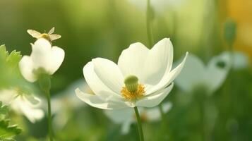 Anemone flower with butterfly. Illustration photo