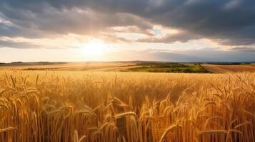 Field of ripe golden wheat in rays of sunlight Illustration photo