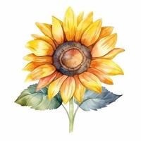 Watercolor sunflower isolated. Illustration photo